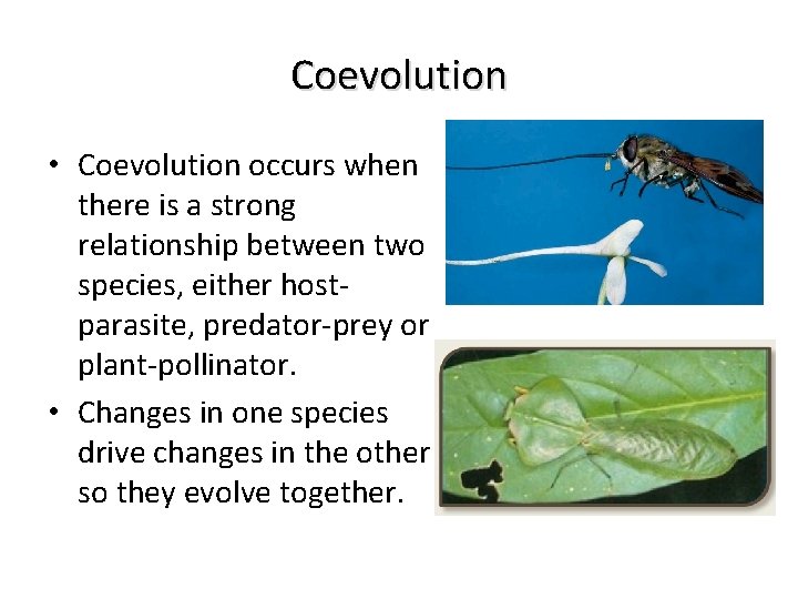 Coevolution • Coevolution occurs when there is a strong relationship between two species, either