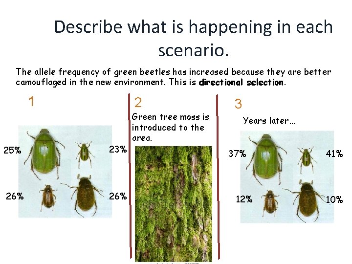 Describe what is happening in each scenario. The allele frequency of green beetles has