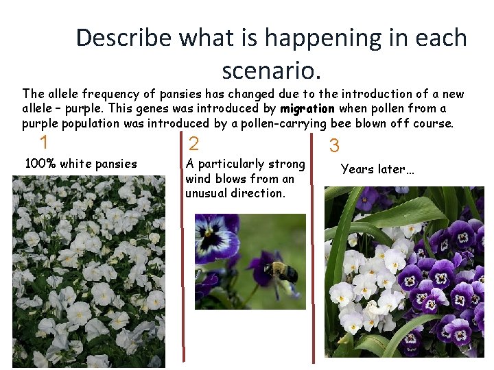 Describe what is happening in each scenario. The allele frequency of pansies has changed