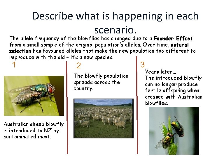 Describe what is happening in each scenario. The allele frequency of the blowflies has