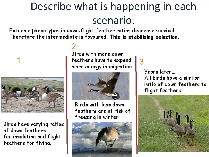 Describe what is happening in each scenario. Extreme phenotypes in down: flight feather ratios