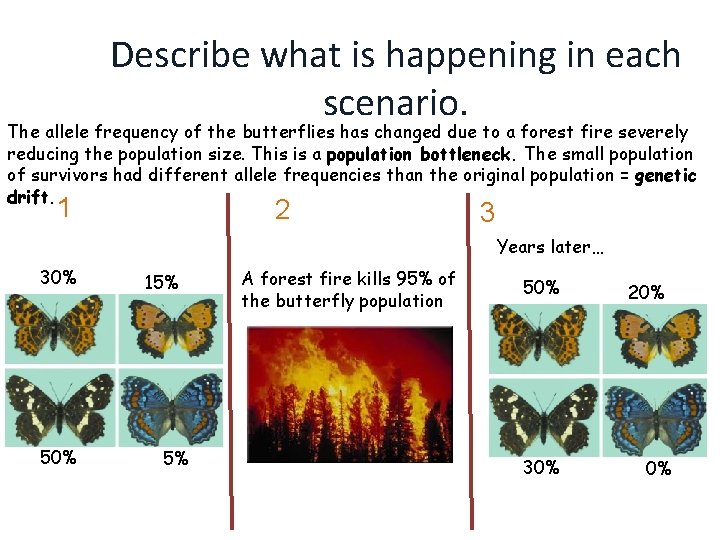 Describe what is happening in each scenario. The allele frequency of the butterflies has