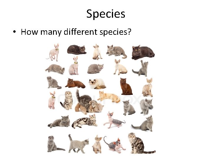 Species • How many different species? 