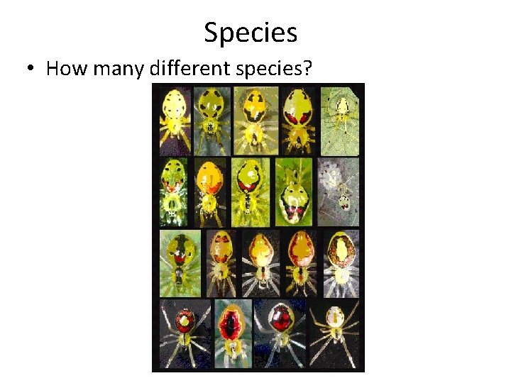 Species • How many different species? 