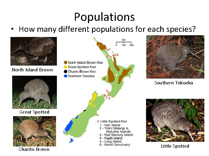 Populations • How many different populations for each species? North Island Brown Southern Tokoeka