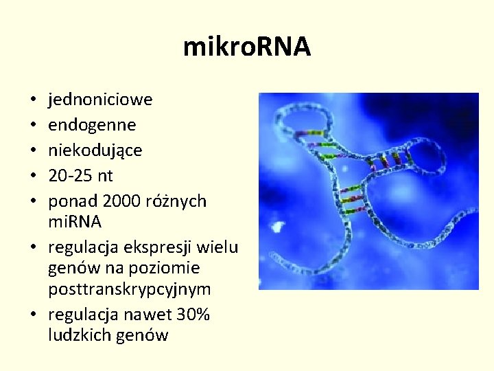 mikro. RNA jednoniciowe endogenne niekodujące 20 -25 nt ponad 2000 różnych mi. RNA •