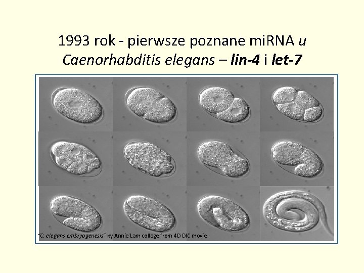 1993 rok - pierwsze poznane mi. RNA u Caenorhabditis elegans – lin-4 i let-7
