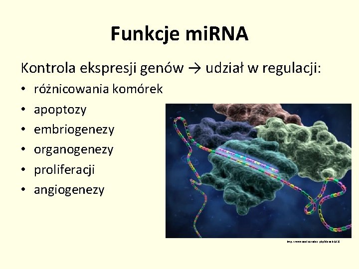 Funkcje mi. RNA Kontrola ekspresji genów → udział w regulacji: • • • różnicowania
