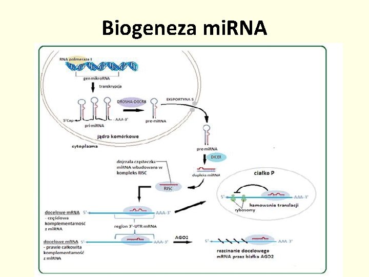 Biogeneza mi. RNA 