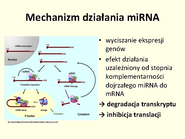 Mechanizm działania mi. RNA • wyciszanie ekspresji genów • efekt działania uzależniony od stopnia