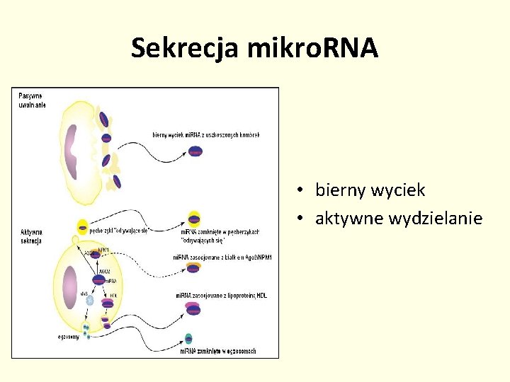 Sekrecja mikro. RNA • bierny wyciek • aktywne wydzielanie 