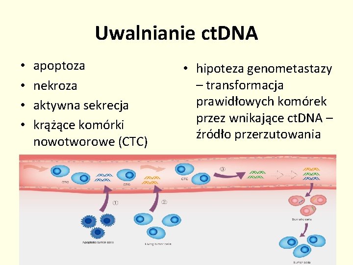 Uwalnianie ct. DNA • • apoptoza nekroza aktywna sekrecja krążące komórki nowotworowe (CTC) •