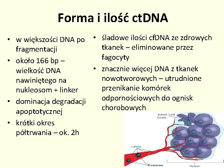 Forma i ilość ct. DNA • w większości DNA po • śladowe ilości cf.