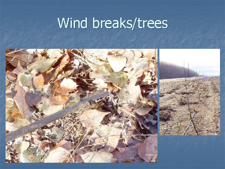 Wind breaks/trees Wind breaks/trees