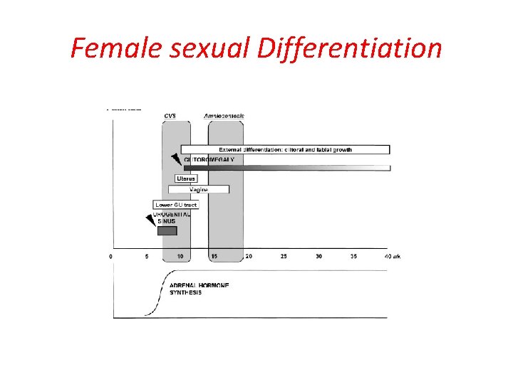 Female sexual Differentiation 