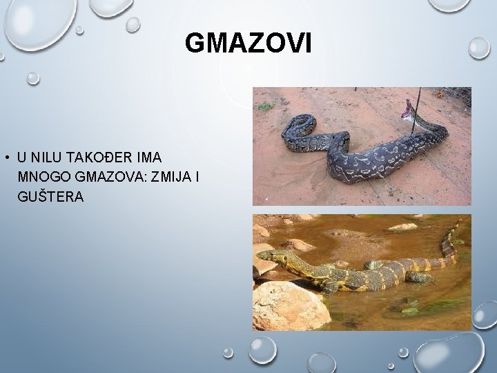 GMAZOVI • U NILU TAKOĐER IMA MNOGO GMAZOVA: ZMIJA I GUŠTERA 