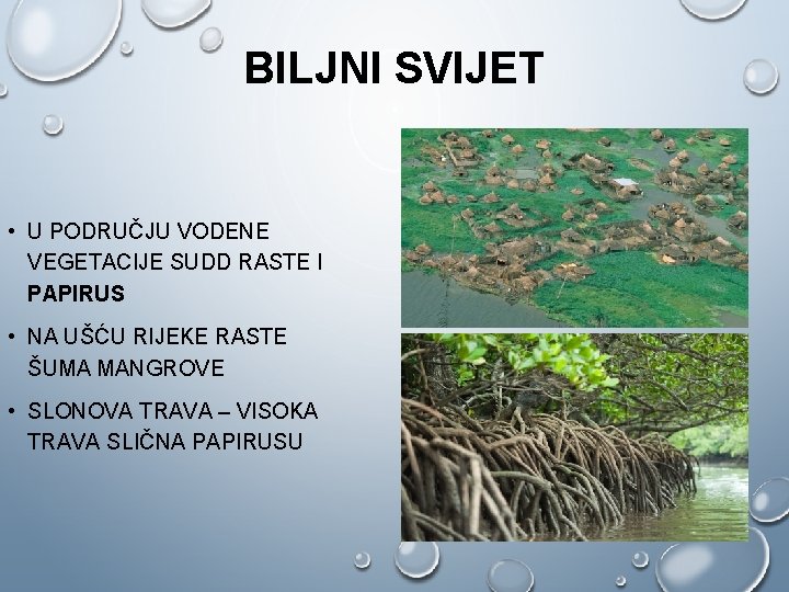 BILJNI SVIJET • U PODRUČJU VODENE VEGETACIJE SUDD RASTE I PAPIRUS • NA UŠĆU