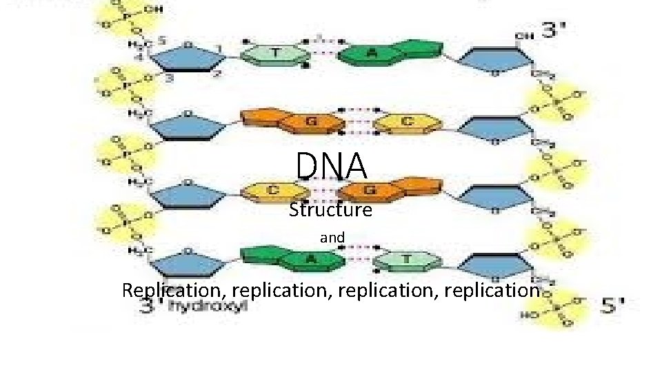 DNA Structure and Replication, replication, replication 