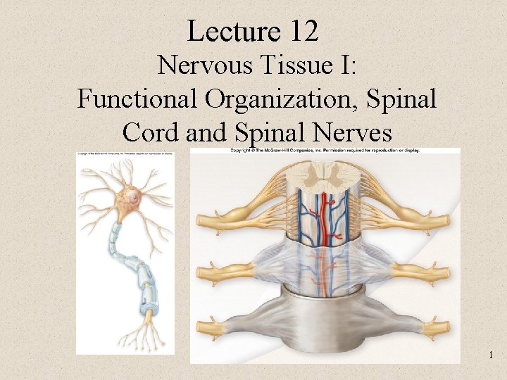 Lecture 12 Nervous Tissue I: Functional Organization, Spinal Cord and Spinal Nerves 1 