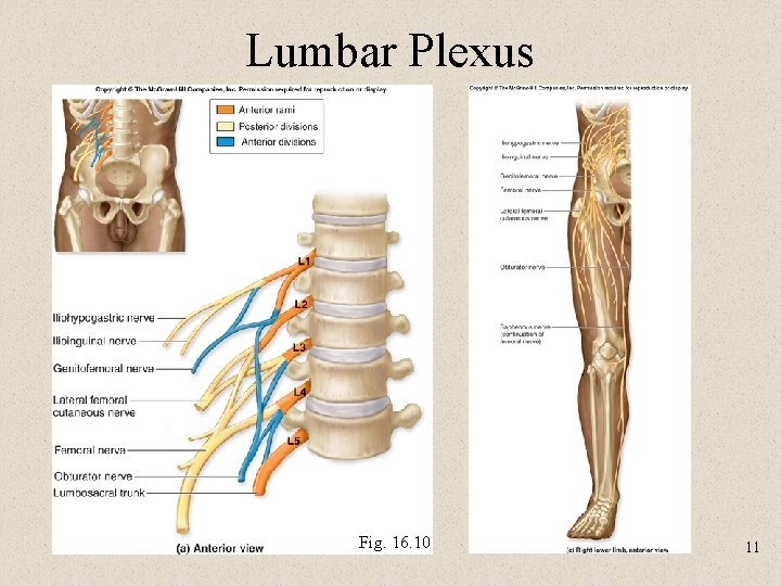 Lumbar Plexus Fig. 16. 10 11 