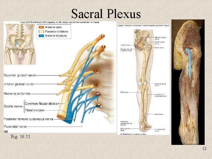 Sacral Plexus Fig. 16. 11 12 