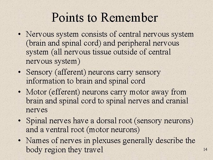 Points to Remember • Nervous system consists of central nervous system (brain and spinal