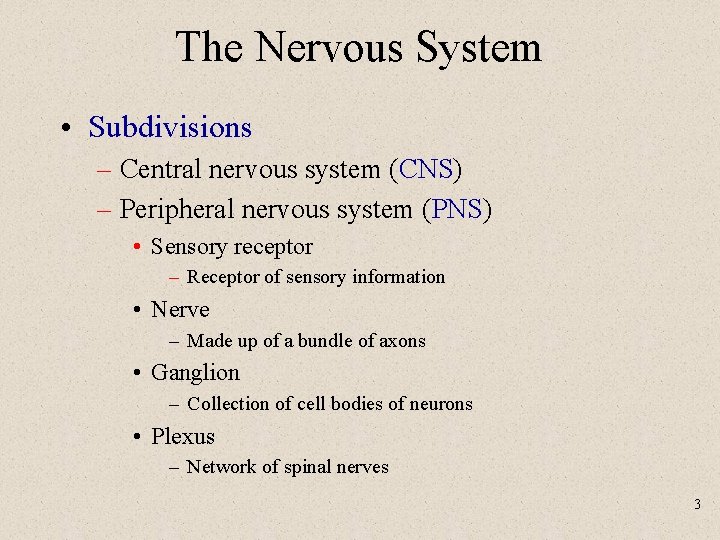 The Nervous System • Subdivisions – Central nervous system (CNS) – Peripheral nervous system
