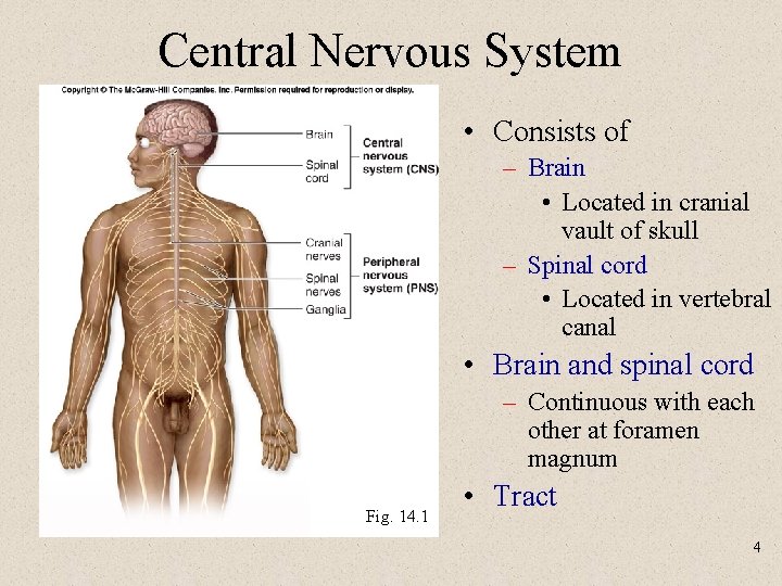 Central Nervous System • Consists of – Brain • Located in cranial vault of