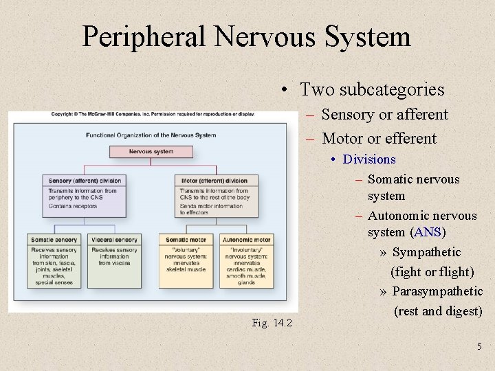 Peripheral Nervous System • Two subcategories – Sensory or afferent – Motor or efferent