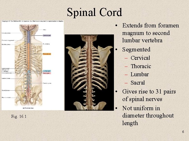 Spinal Cord • Extends from foramen magnum to second lumbar vertebra • Segmented –