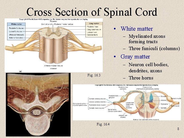 Cross Section of Spinal Cord • White matter – Myelinated axons forming tracts –