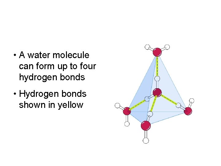  • A water molecule can form up to four hydrogen bonds • Hydrogen