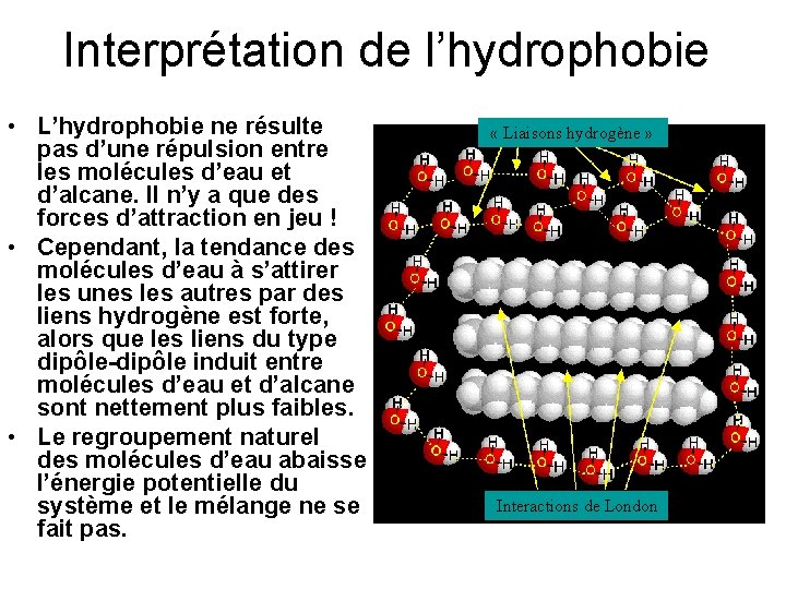 Interprétation de l’hydrophobie • L’hydrophobie ne résulte pas d’une répulsion entre les molécules d’eau