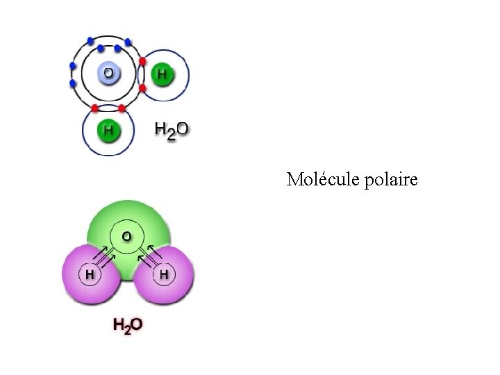 Molécule polaire 