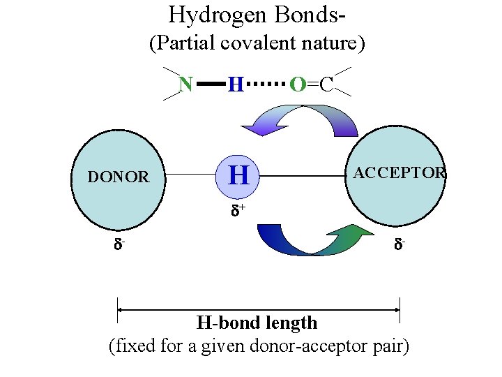 Hydrogen Bonds- (Partial covalent nature) N H O=C DONOR H ACCEPTOR + - -