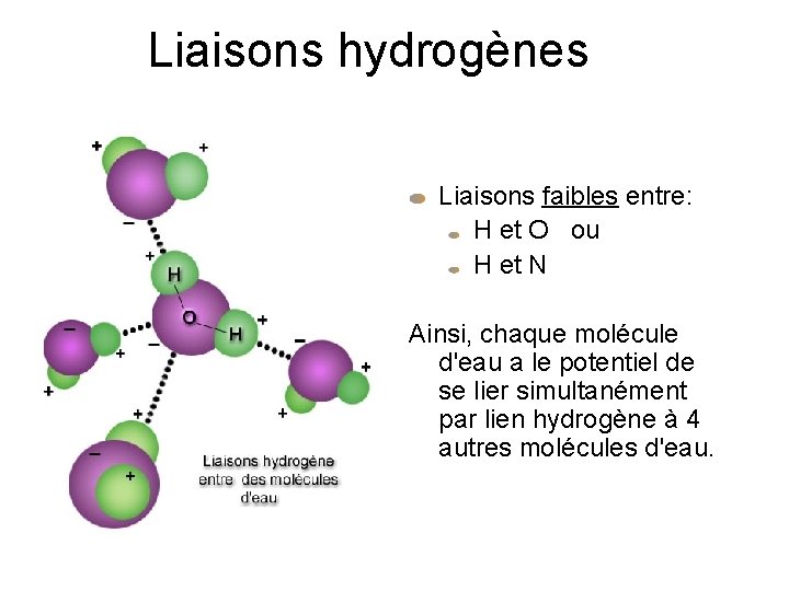 Liaisons hydrogènes Liaisons faibles entre: H et O ou H et N Ainsi, chaque