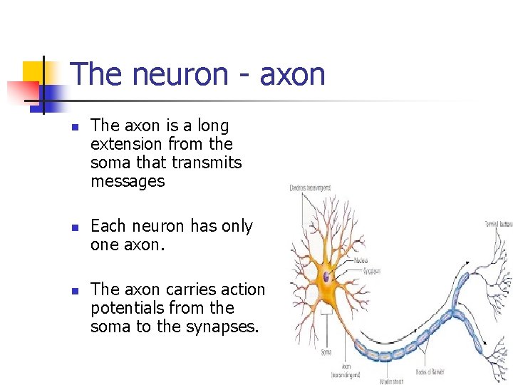 The neuron - axon n The axon is a long extension from the soma