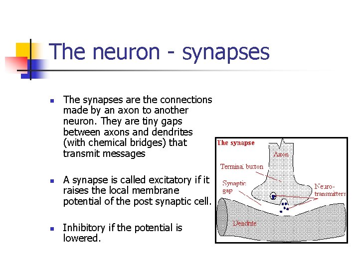 The neuron - synapses n n n The synapses are the connections made by