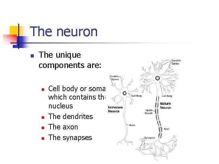 The neuron n The unique components are: n n Cell body or soma which