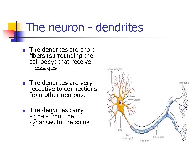 The neuron - dendrites n n n The dendrites are short fibers (surrounding the