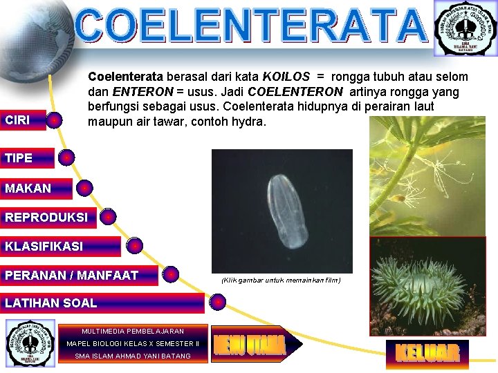 Coelenterata berasal dari kata KOILOS = rongga tubuh atau selom dan ENTERON = usus.