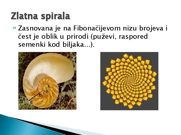 Zlatna spirala Zasnovana je na Fibonačijevom nizu brojeva i čest je oblik u prirodi Zlatna spirala Zasnovana je na Fibonačijevom nizu brojeva i čest je oblik u prirodi
