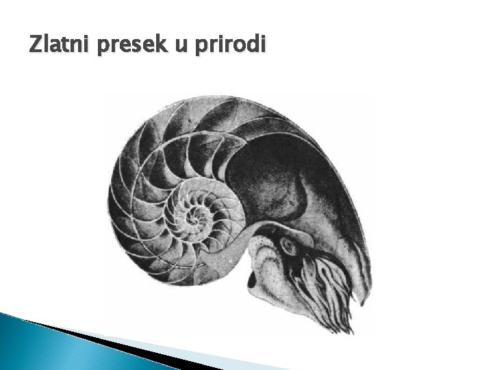 Zlatni presek u prirodi Zlatni presek u prirodi