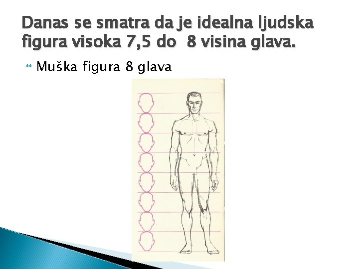 Danas se smatra da je idealna ljudska figura visoka 7, 5 do 8 visina Danas se smatra da je idealna ljudska figura visoka 7, 5 do 8 visina
