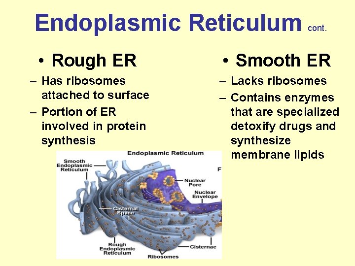 Endoplasmic Reticulum cont. • Rough ER • Smooth ER – Has ribosomes attached to