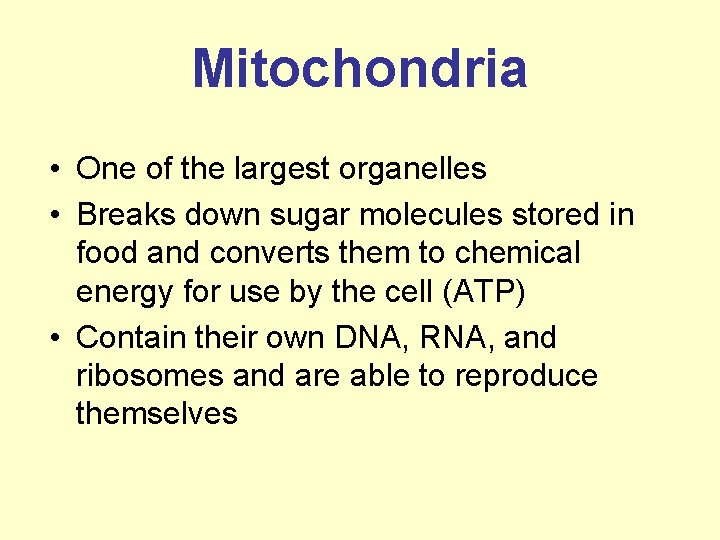 Mitochondria • One of the largest organelles • Breaks down sugar molecules stored in