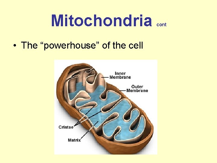 Mitochondria • The “powerhouse” of the cell cont 