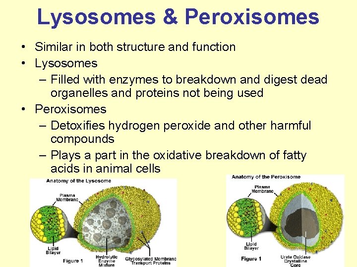 Lysosomes & Peroxisomes • Similar in both structure and function • Lysosomes – Filled