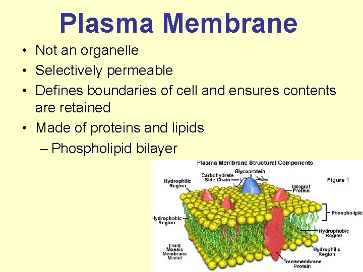 Plasma Membrane • Not an organelle • Selectively permeable • Defines boundaries of cell