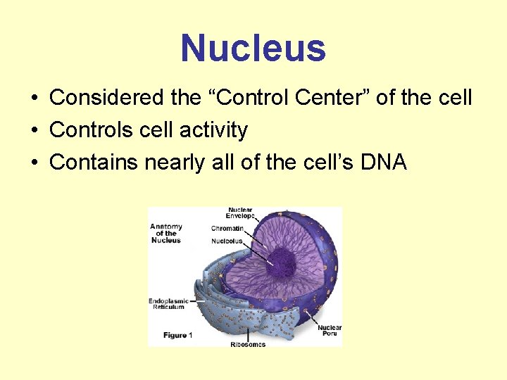 Nucleus • Considered the “Control Center” of the cell • Controls cell activity •